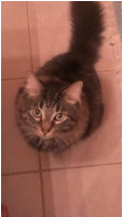 Tiger says hello. He welcomes company to his forever home in Summit, IL and loves taking picures.